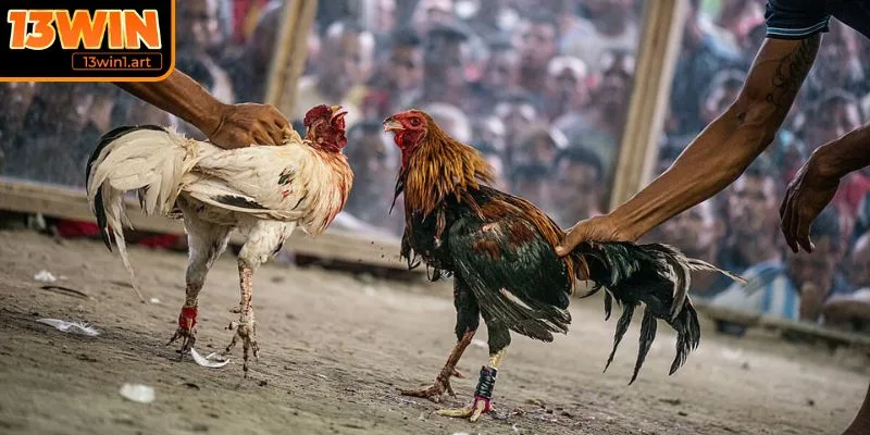 Mẹo nâng cao kỹ năng quan sát và quyết định chuẩn xác