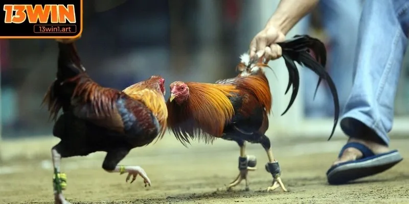 Quan sát thế đá