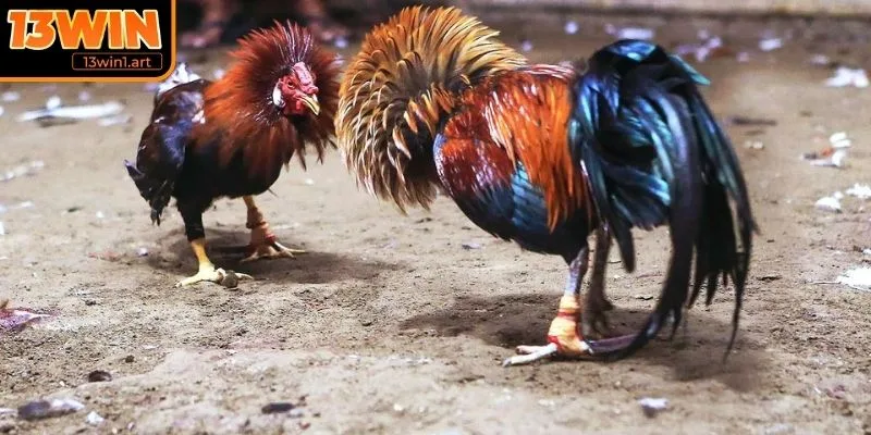 Thống kê lịch sử thi đấu