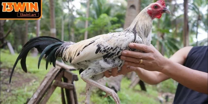 Cắt tỉa lông, dưỡng da