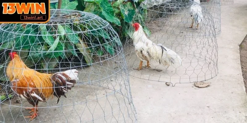 Hướng dẫn nuôi gà đá chân mạnh chạy lồng hiệu quả