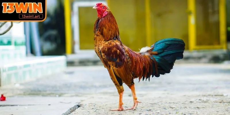 Chọn dòng giống chiến kê