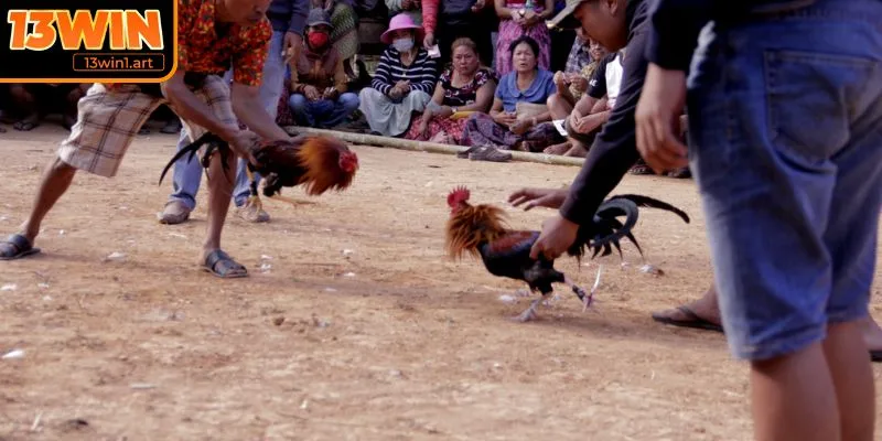 Sai lầm khi chọn chiến kê