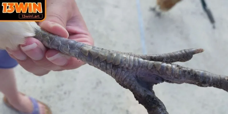 Chọn chiến kê qua vảy và chân