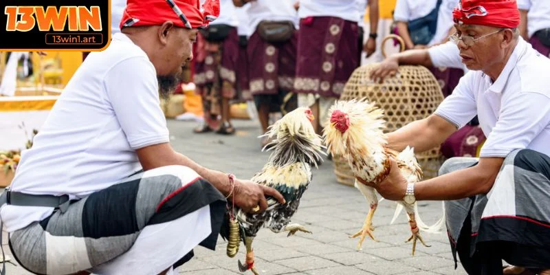 Lưu ý khi tham gia đá gà 12 con giáp 13WIN