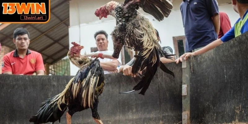 Đá gà cựa dao là gì?