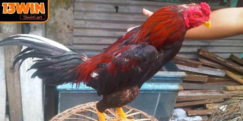 Giống gà chiến phổ biến trong đá gà Mexico