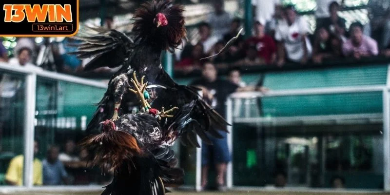 Tốc độ phản xạ linh hoạt