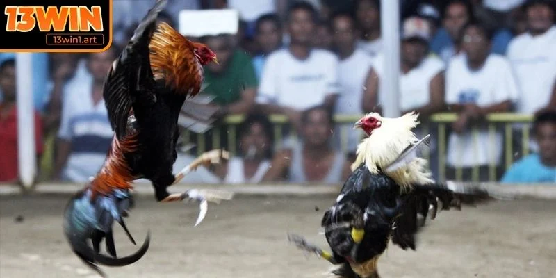 Quy định trong đá gà Mexico