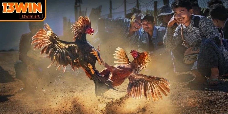 Tổng quan về đá gà Thomo