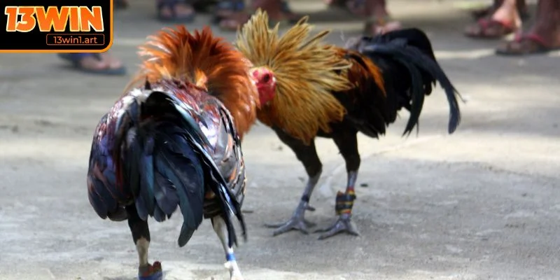 Tỷ lệ kèo và thanh toán đá gà Thomo