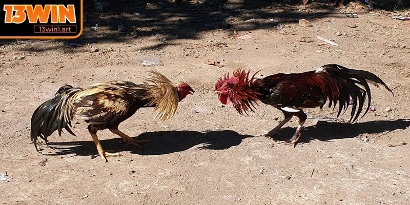 Giới thiệu về đá gà tre 13WIN