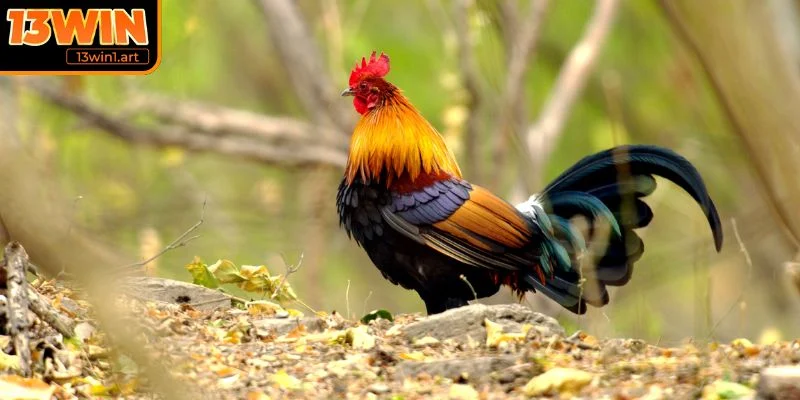 Kinh nghiệm nâng cao trong đá gà tre 13WIN