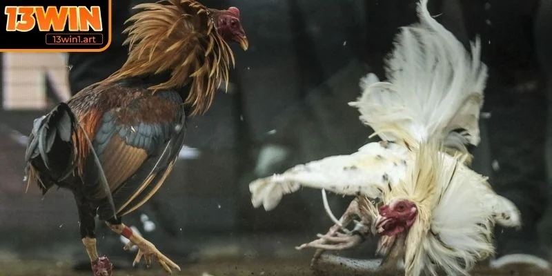 Lợi ích khi chơi đá gà tre online