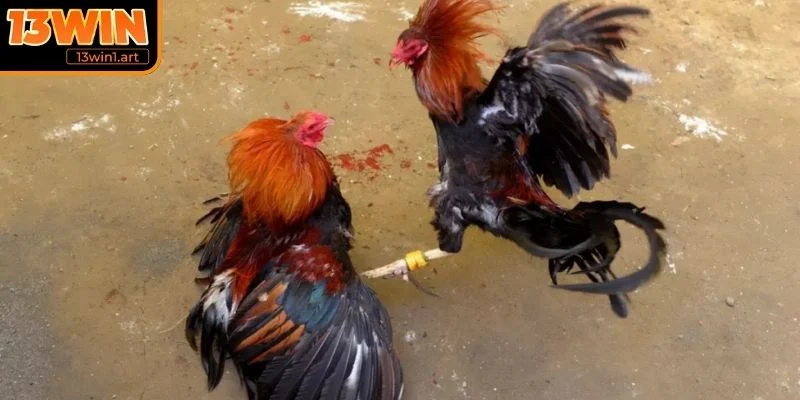 Quy định về sân thi đấu