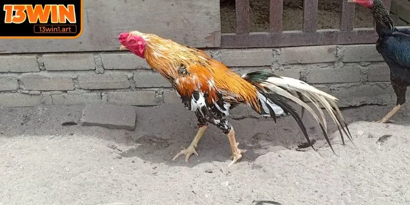 Chăm sóc sức khỏe cho kê