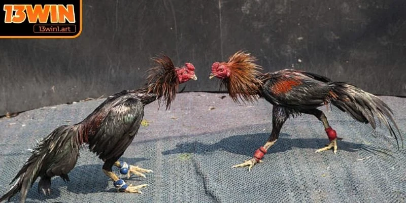 Điểm qua các kèo cược đá gà Cao Lãnh phổ biến