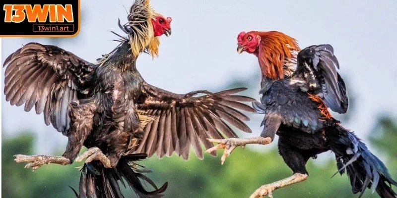 Khả năng chiến đấu mạnh mẽ