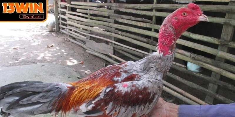 Thể hình cân đối và săn chắc