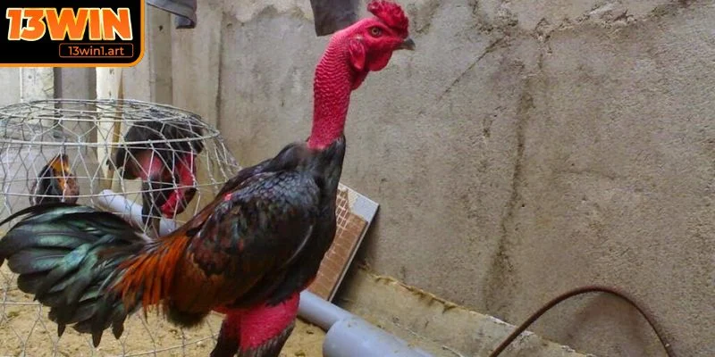 Bí quyết huấn luyện gà đòn Thái Lan