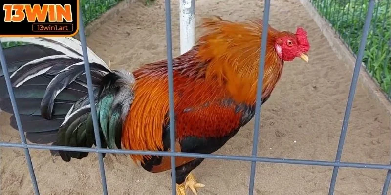 Chế độ chăm sóc dinh dưỡng