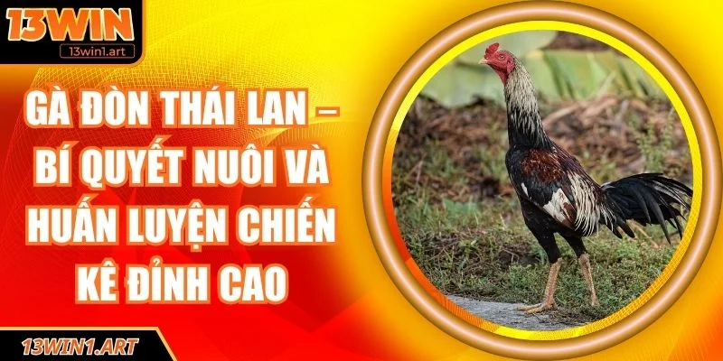 Gà đòn Thái Lan