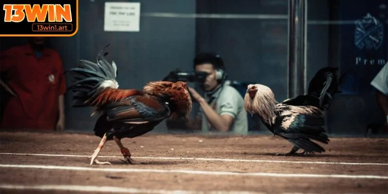 Đá gà tre đầy kịch tính